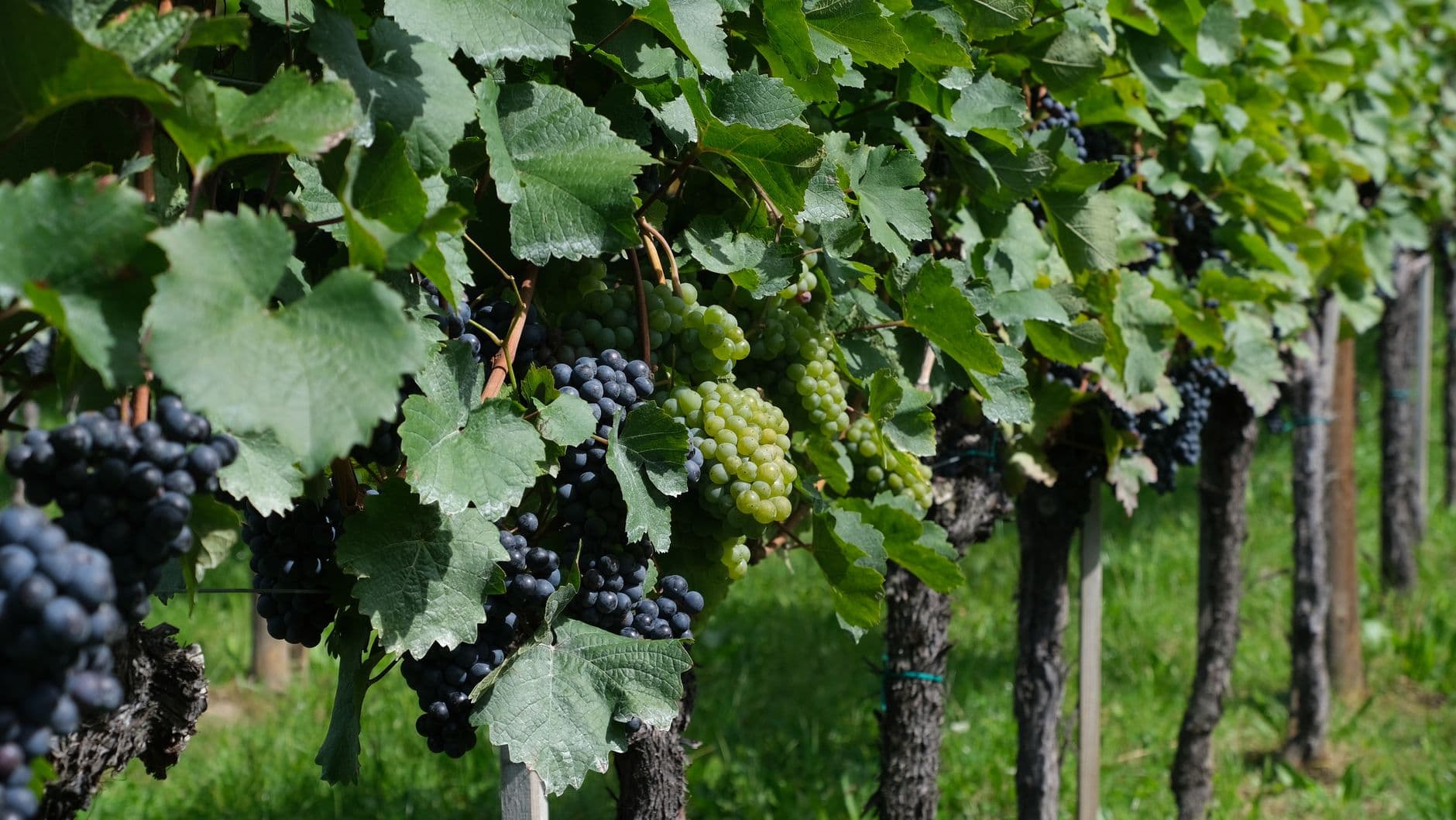 Concord Grapes