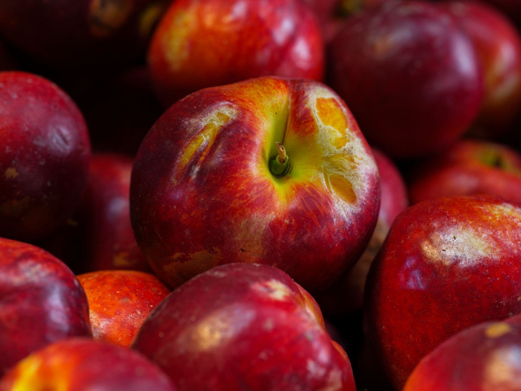 Nectarines