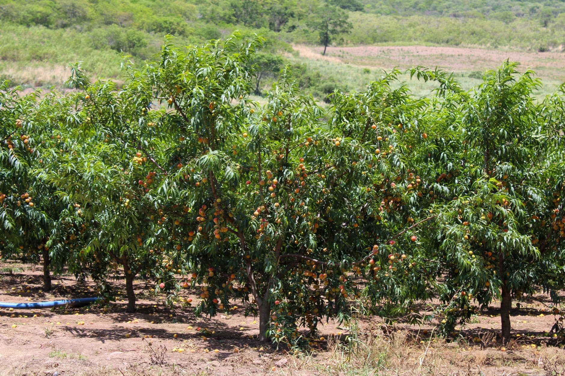 Peaches