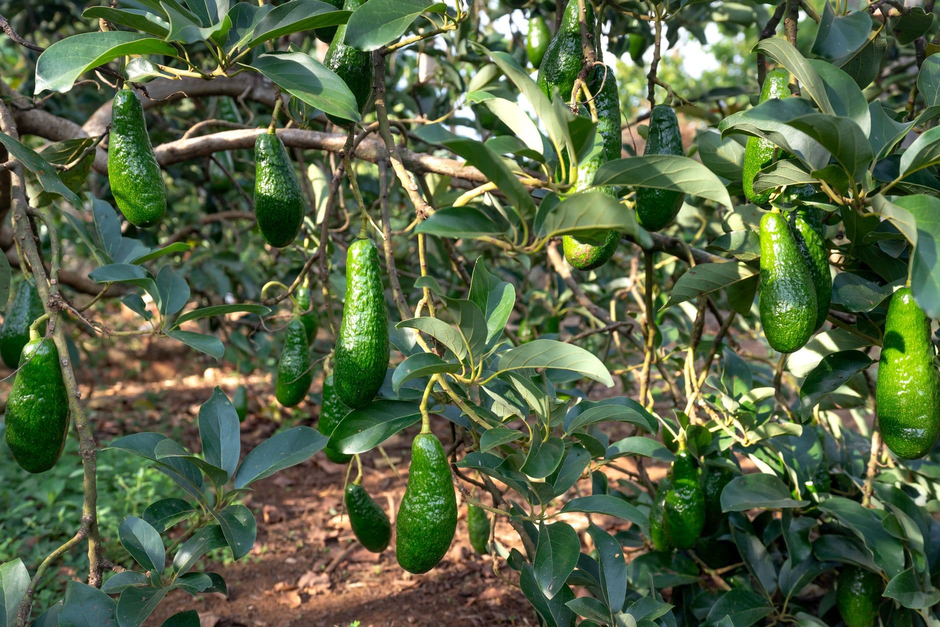 Pears