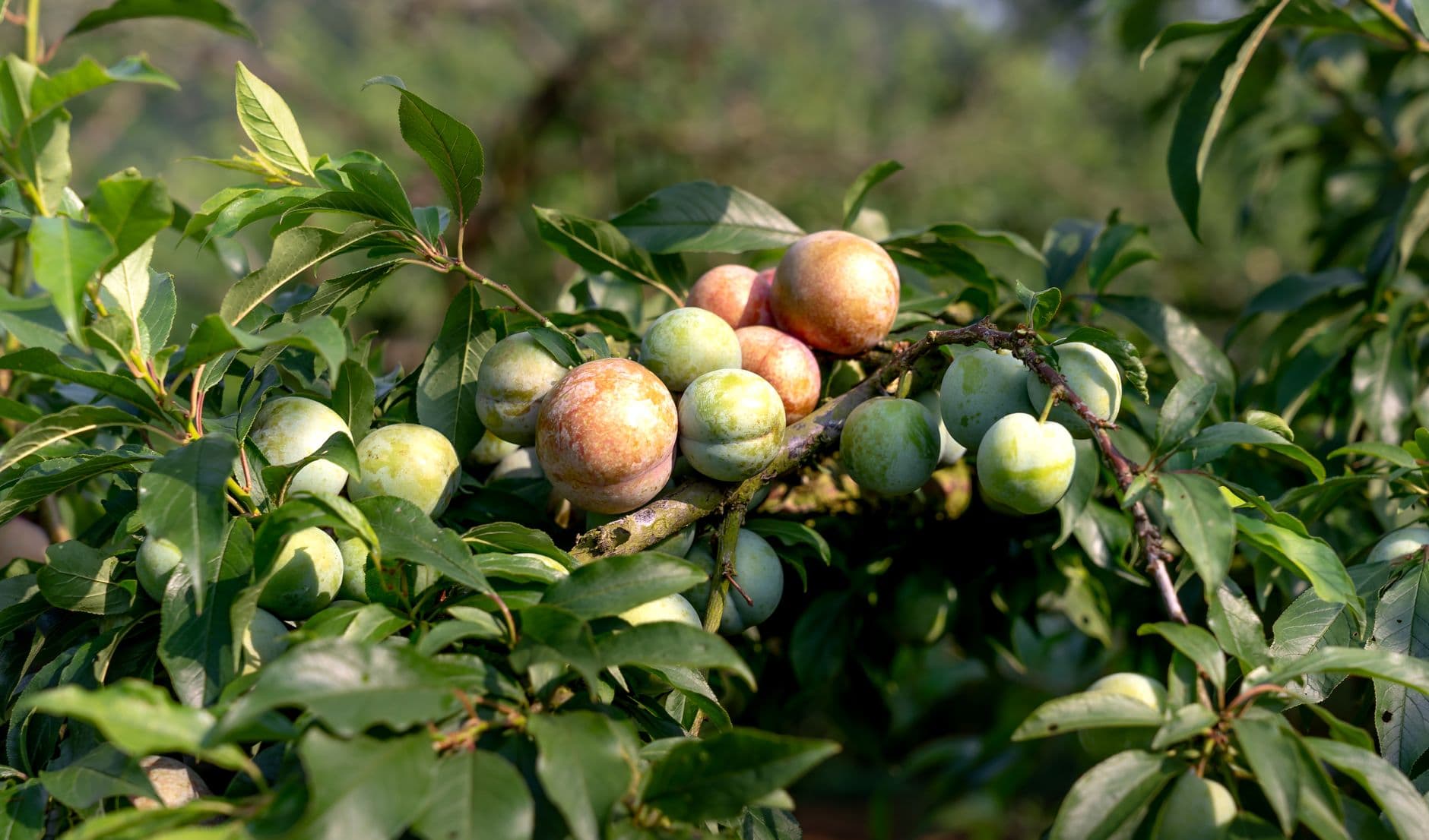 Plums