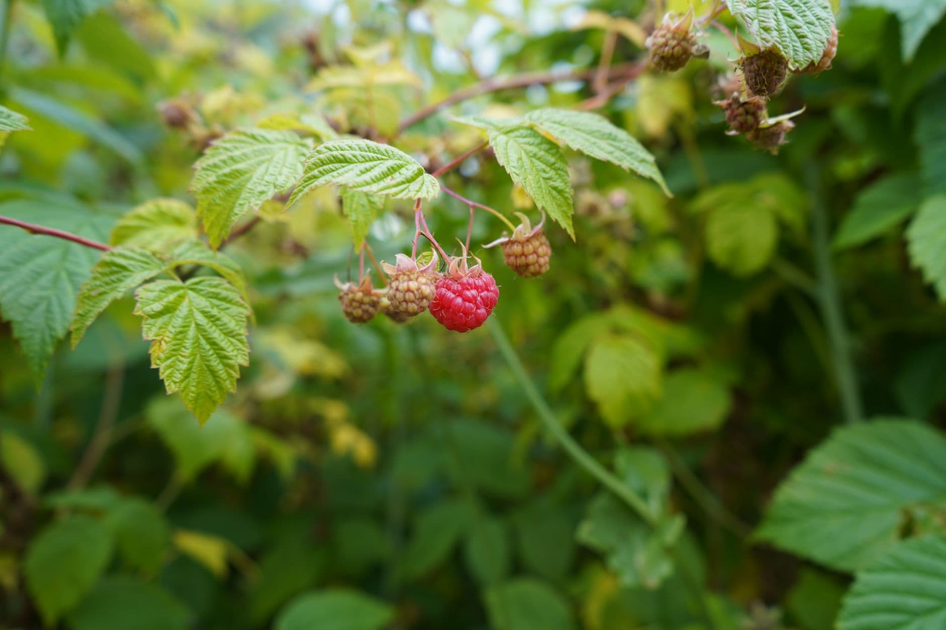 Raspberries