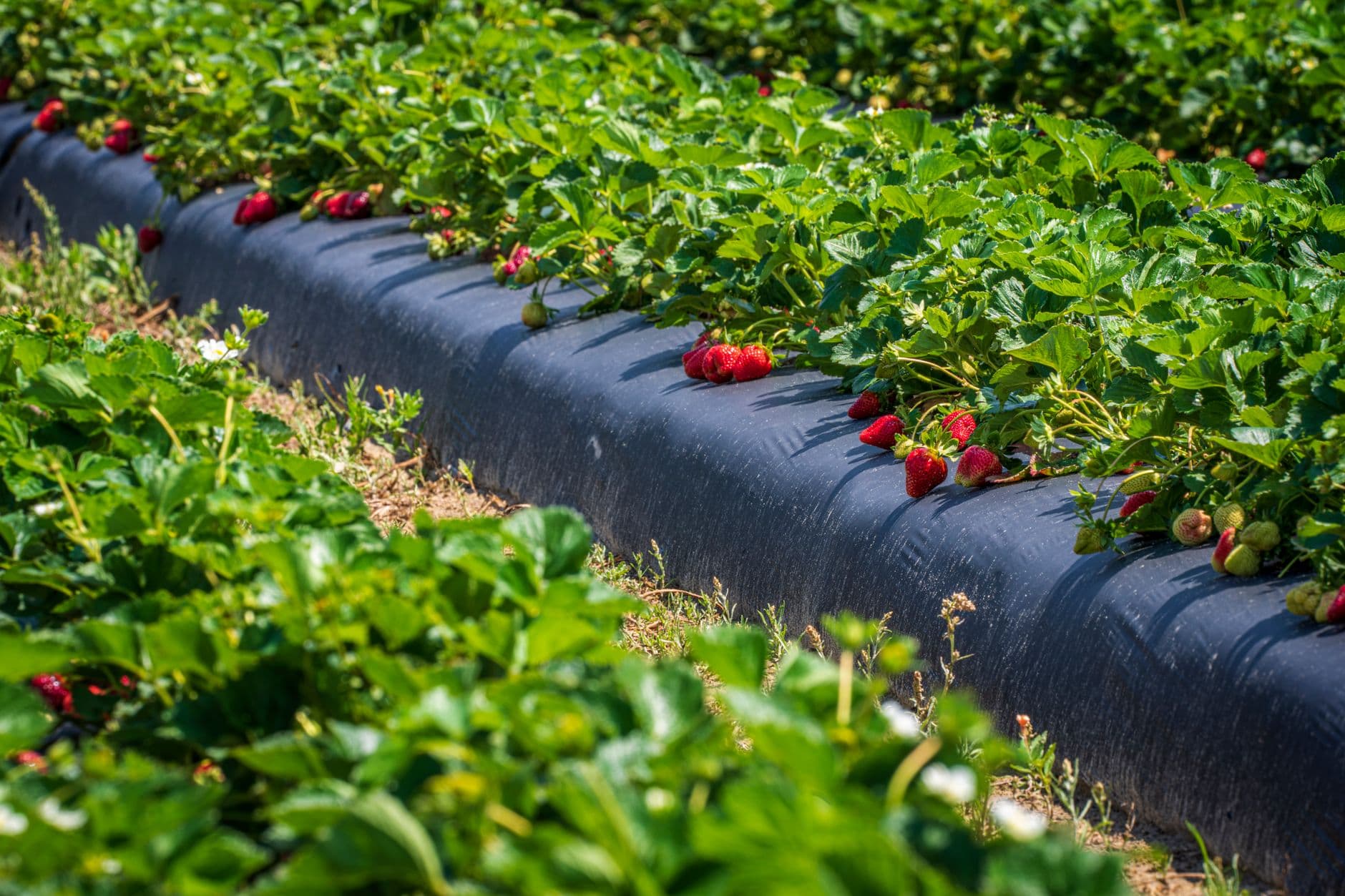 Strawberries