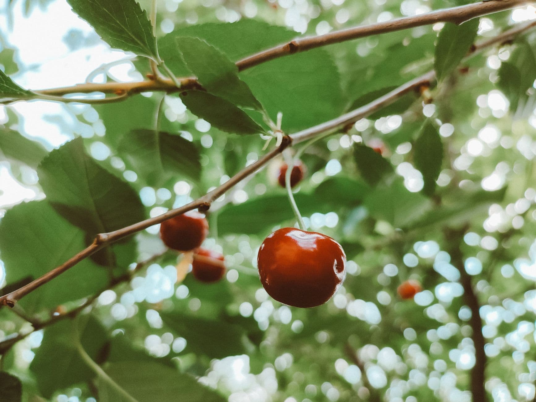 Sweet Cherries