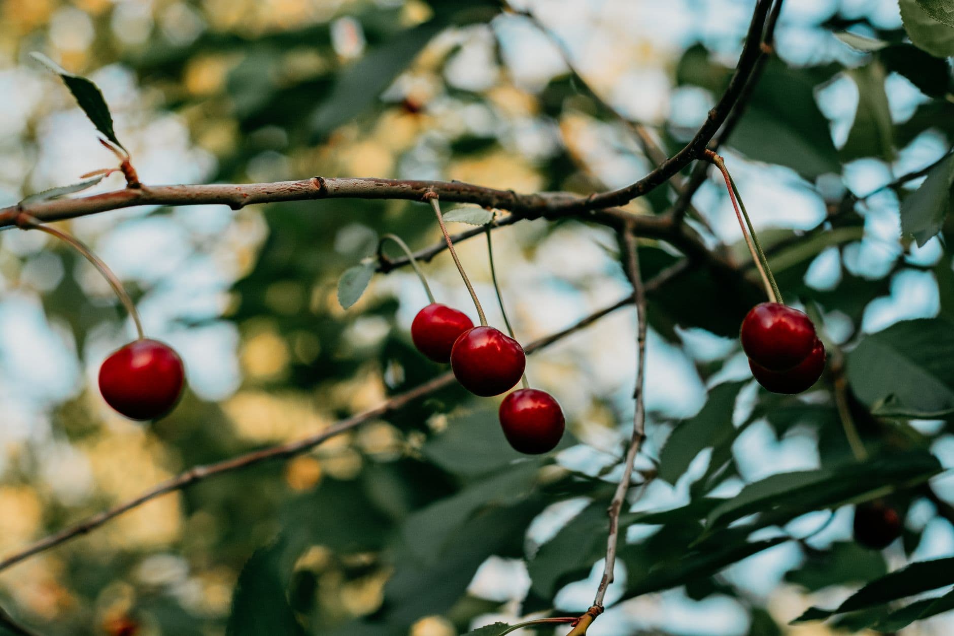 Tart Cherries