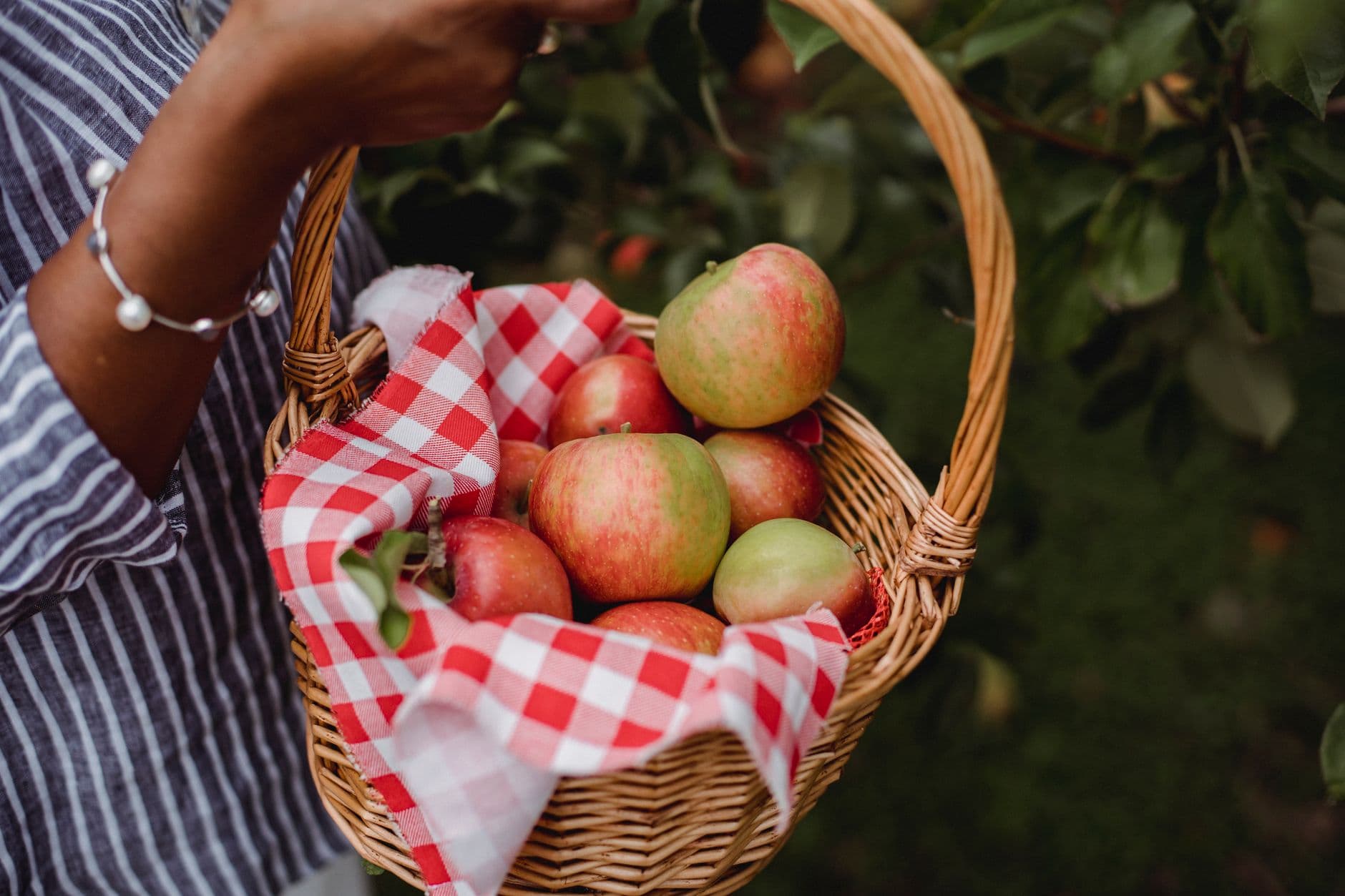 Apple tree orchard
